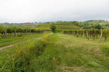 Vineyards in Italy and Slovenia late summer