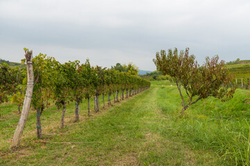 Fototapeta na wymiar Vineyards in Italy and Slovenia late summer
