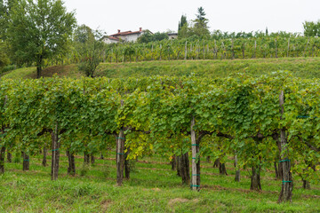 Fototapeta na wymiar village in the vineyards