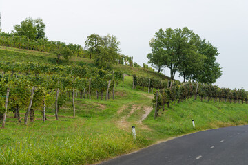 village in the vineyards