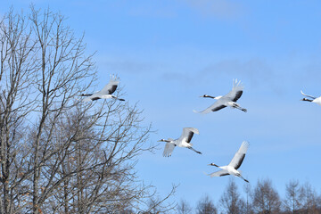 Bird watching, red-crowned crane, in
 winter