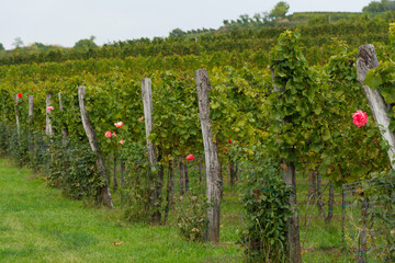 Fototapeta na wymiar roses in the vineyards