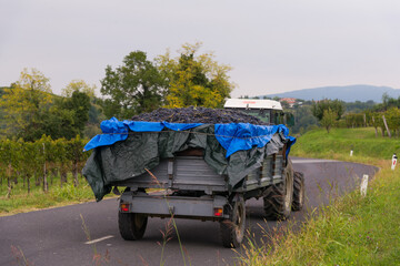 truck carrying grapes in the vineyards