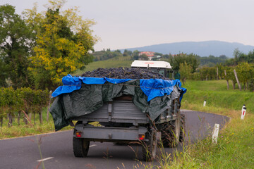 truck carrying grapes in the vineyards