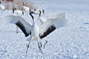 Bird watching, red-crowned crane, in
 winter