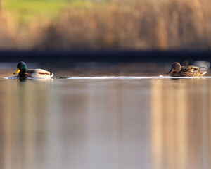 ducks on the lake