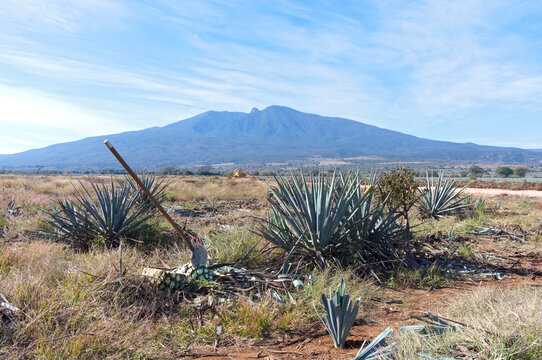 coa de jima tool for harvesting blue agave plant to produce tequila and tequila volcano in background outside amatitan mexico