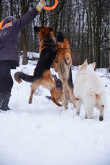 Fototapeta na wymiar german shepherd white swiss dog playing in snow