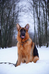 german shepherd dog portrait  in snow