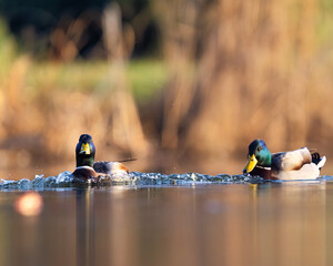 ducks in the water