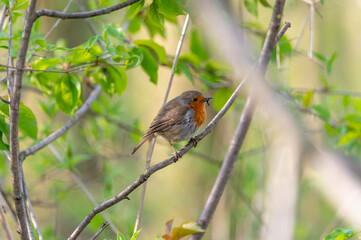 small The European robin (Erithacus rubecula) with a broken, damaged beak sitting in the middle of the green branches of the forest in Brno na Moravia in the Czech Republic
