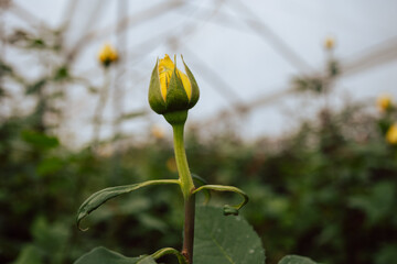 Close up view of a bright yellow rose flower in greenhouse