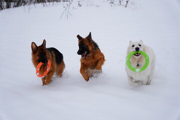 Naklejka premium german shepherd dog and white swiss shepherd run winter snow
