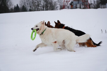 german shepherd dog and white swiss shepherd run winter snow
