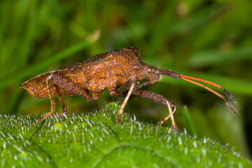 the dock bug, Coreus marginatus, close up photograph, side view showing sucking mouthparts,
