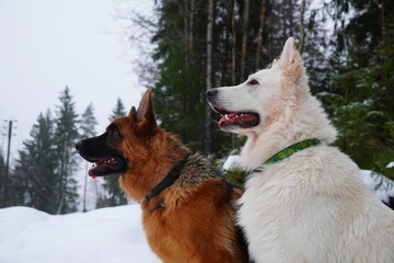 german shepherd dog and white swiss shepherd run winter snow