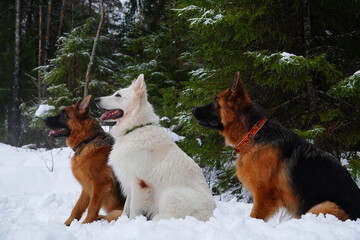 german shepherd dog and white swiss shepherd run winter snow