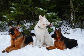 Naklejka premium german shepherd dog and white swiss shepherd run winter snow