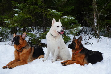 german shepherd dog and white swiss shepherd run winter snow