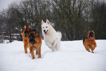 german shepherd dog and white swiss shepherd run winter snow
