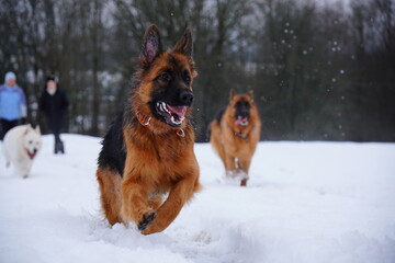 german shepherd dog and white swiss shepherd run winter snow