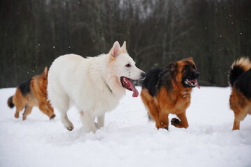 german shepherd dog and white swiss shepherd run winter snow