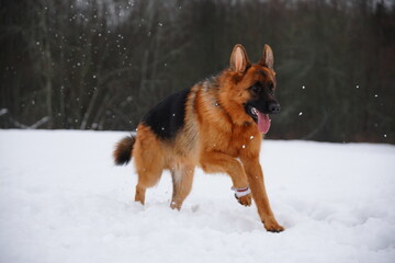 german shepherd dog and white swiss shepherd run winter snow