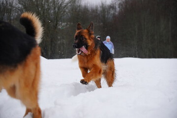 german shepherd dog and white swiss shepherd run winter snow