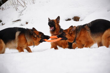german shepherd dog and white swiss shepherd run winter snow