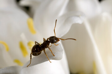 Garden ant (Lasius niger) scavenging on a white bluebell