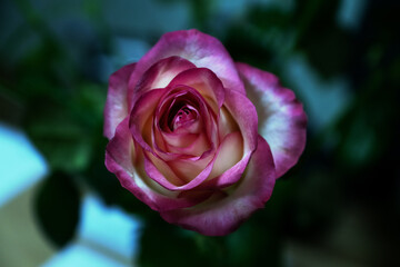 red rose beautiful natural green leaves