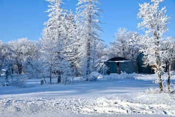 a farm yard with frost covered trees