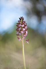 Orchis purpurea flowering spike in grass meadow in Spring