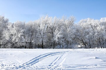 frost covered trees on a bright winter day