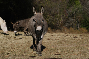 Fototapeta premium Mini donkeys in rural Texas farm field with copy space on background.