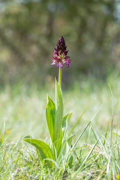 Orchis purpurea Lady Orchid spike flowering in grass meadow