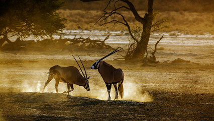Two South African Oryx moving in sand dust at dawn in Kgalagadi transfrontier park, South Africa;...