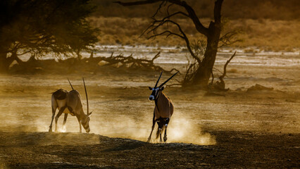Two South African Oryx moving in sand dust at dawn in Kgalagadi transfrontier park, South Africa; specie Oryx gazella family of Bovidae
