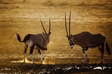 Two South African Oryx dueling in sand at dusk in Kgalagadi transfrontier park, South Africa;...