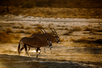 Two South African Oryx walking in sand at sunset in Kgalagadi transfrontier park, South Africa; specie Oryx gazella family of Bovidae