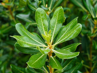 Fototapeta na wymiar Green leaves Plant Pittosporum tobira