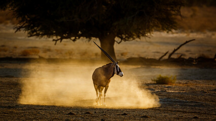 South African Oryx walking in sand at sunset in Kgalagadi transfrontier park, South Africa; specie...