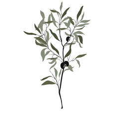 vector hand drawn olive tree on PNG transparent background, Vector illustration
