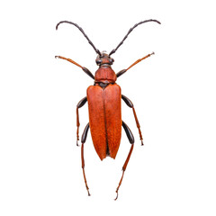 Red-brown longhorn beetle