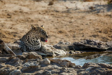 Leopard in Kgalagadi transfrontier park, South Africa; specie Panthera pardus family of Felidae