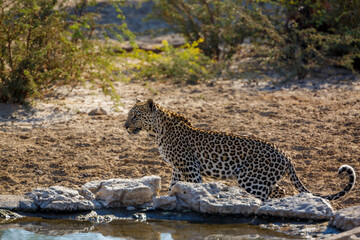 Fototapeta na wymiar Leopard standing at waterhole in Kgalagadi transfrontier park, South Africa; specie Panthera pardus family of Felidae