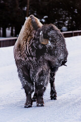 Bison With Ice on Winter Day in Yellowstone National Park