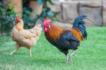rooster and hen