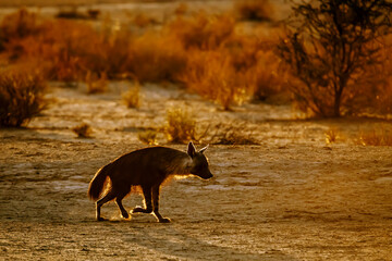 Brown hyena walking in backlit at dusk in Kgalagadi transfrontier park, South Africa; specie Parahyaena brunnea family of Hyaenidae