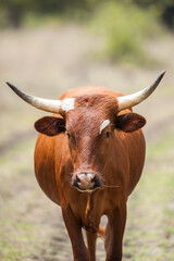 Brown cow walking down the road